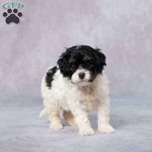 Oria, Cavapoo Puppy